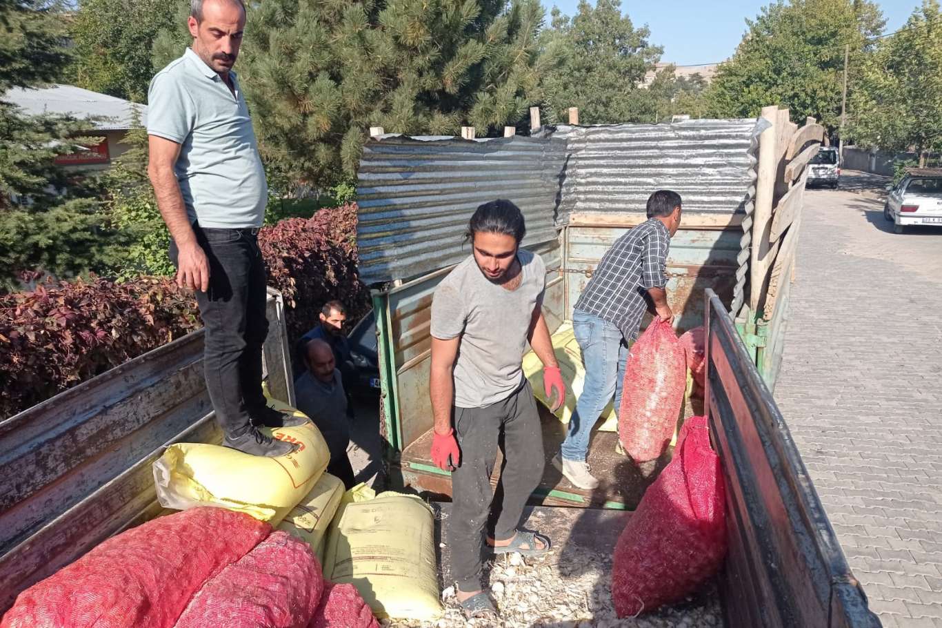 Elazığ’da çiftçilere sarımsak tohumu dağıtıldı Elazığ’da çiftçilere sarımsak tohumu dağıtıldı